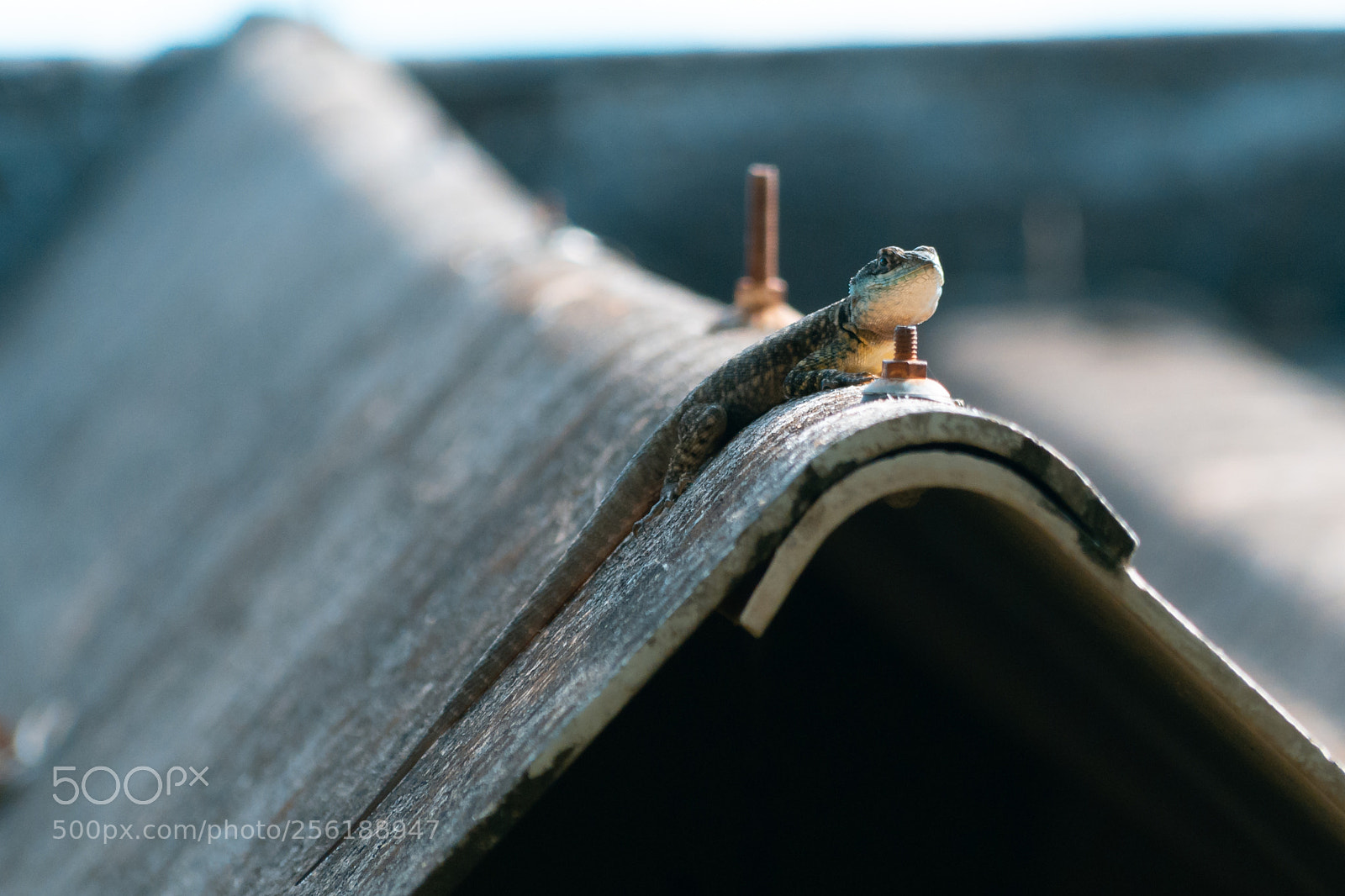 Nikon D5600 sample photo. Lagarto espionando photography