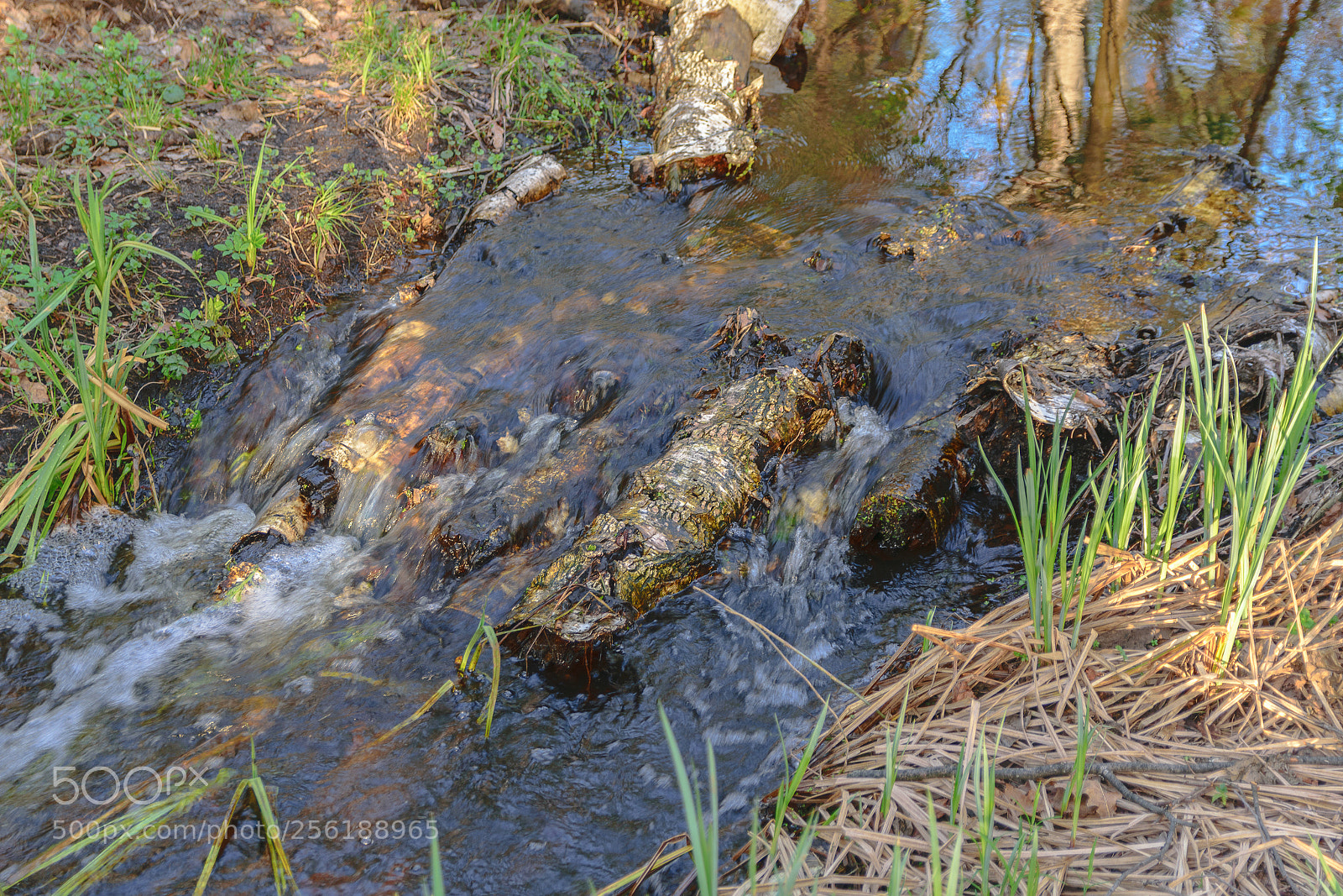 Nikon D5300 sample photo. Усманский бор 10 photography