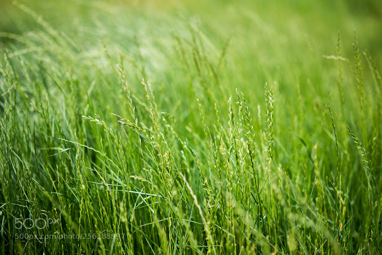 Nikon D800E sample photo. Untitled photography