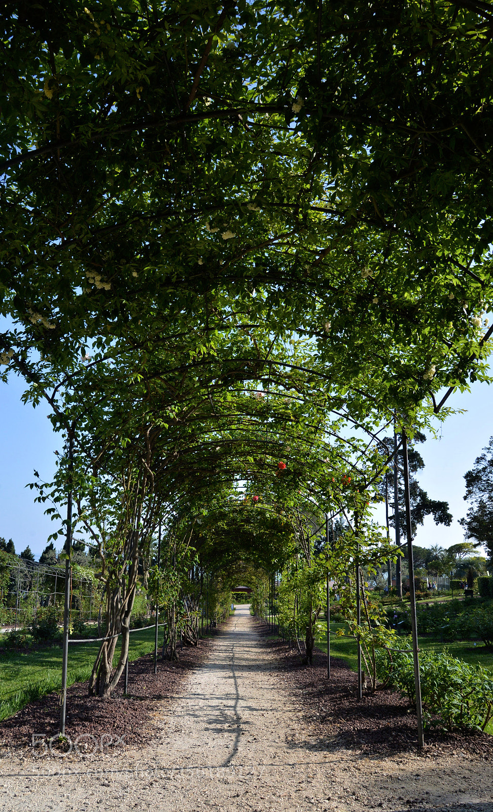 Nikon D610 sample photo. Spring garden photography