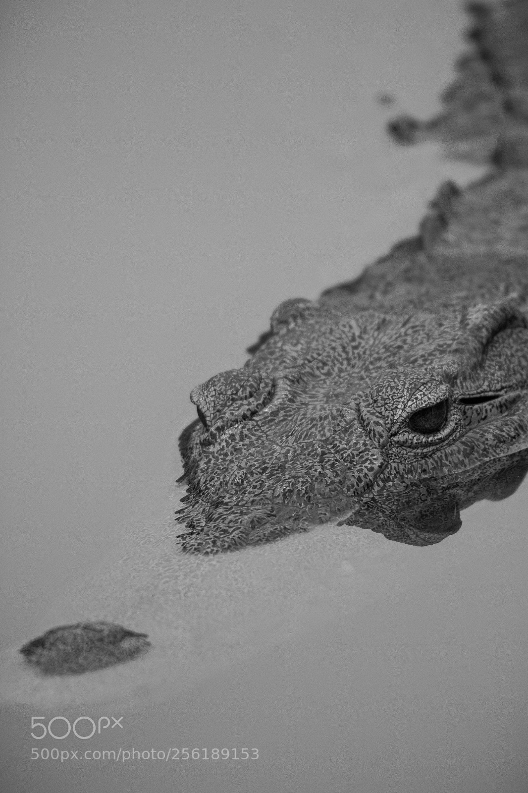 Canon EOS 100D (EOS Rebel SL1 / EOS Kiss X7) sample photo. Living dinosaur photography