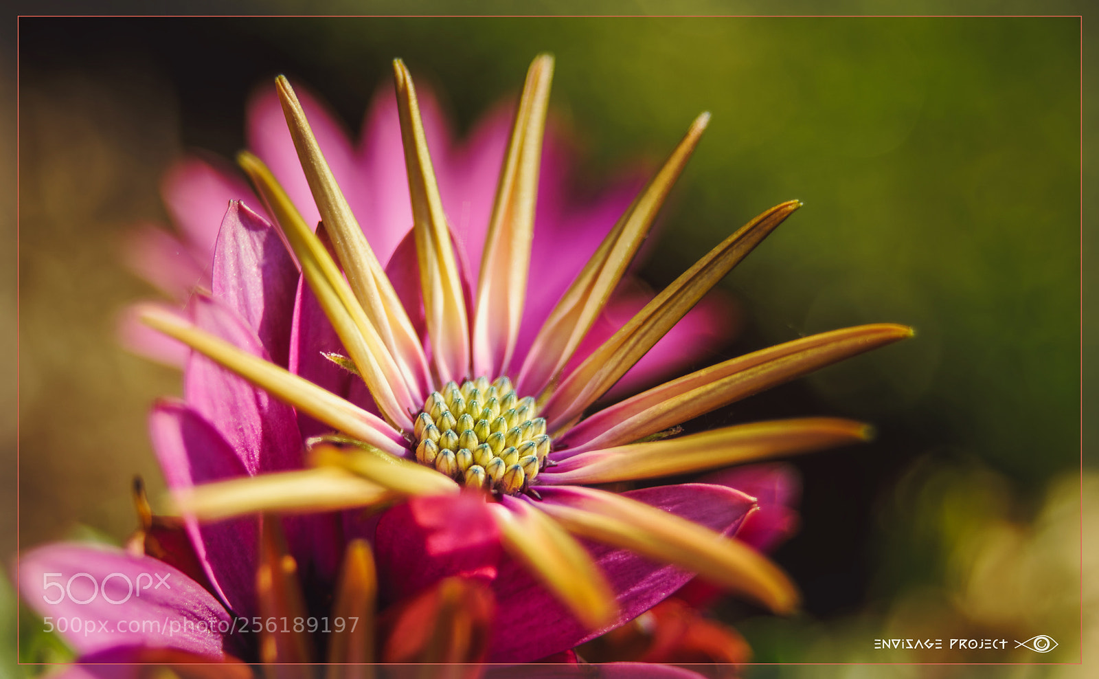 Sony a7R sample photo. Summer light photography