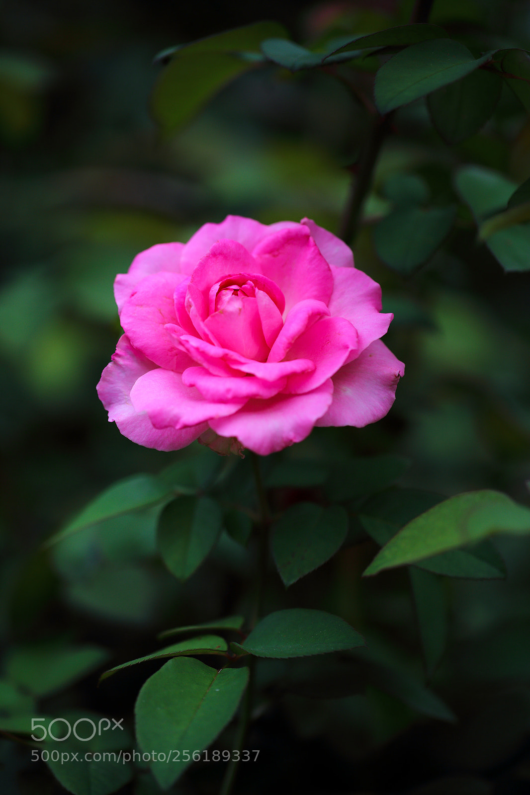 Canon EOS 6D sample photo. A rose photography