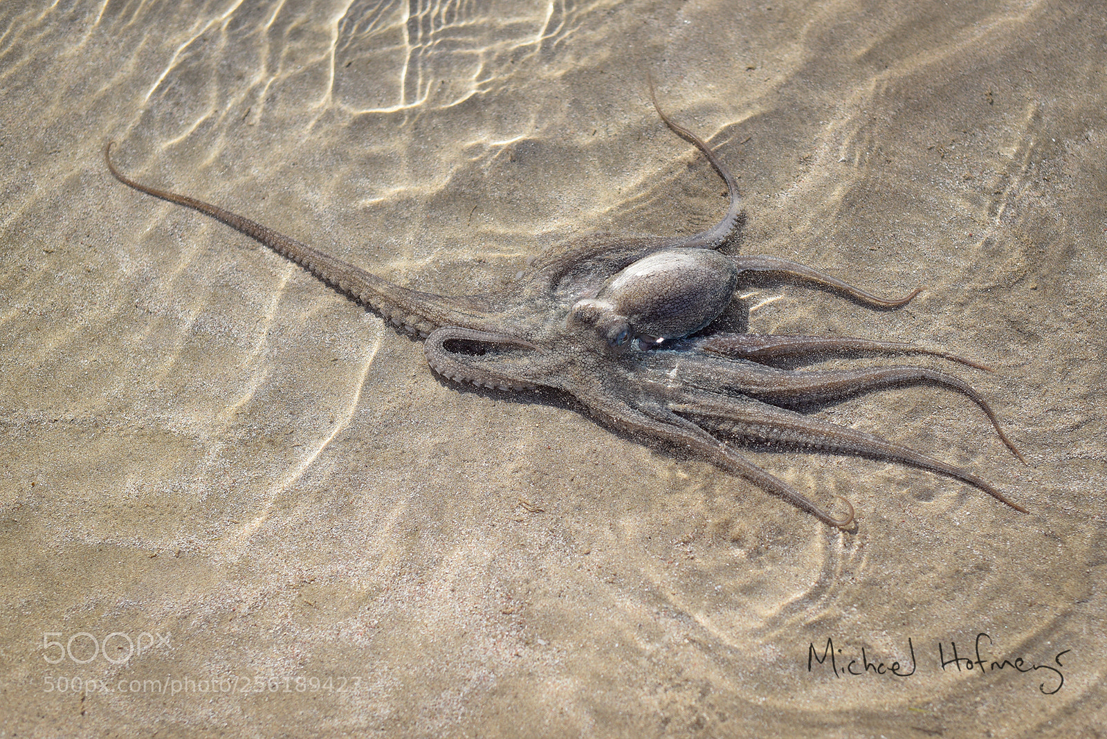 Nikon D750 sample photo. Octopus in a shallow photography