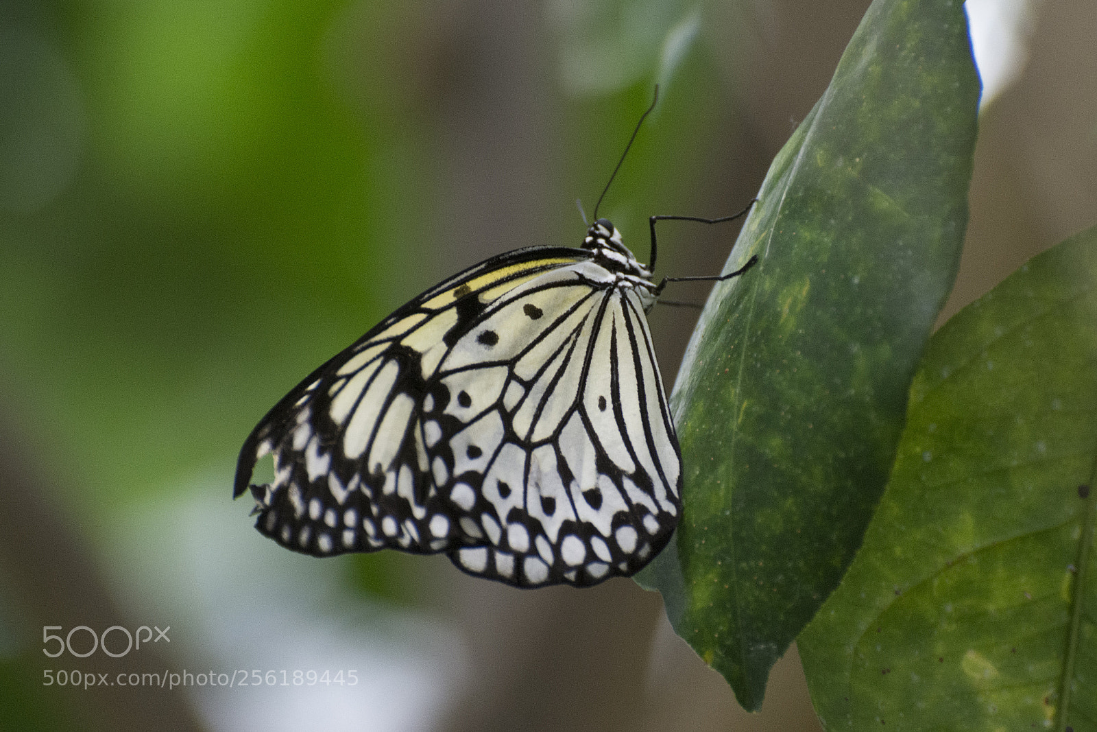 Nikon D7200 sample photo. Butterfly 2018-15 photography