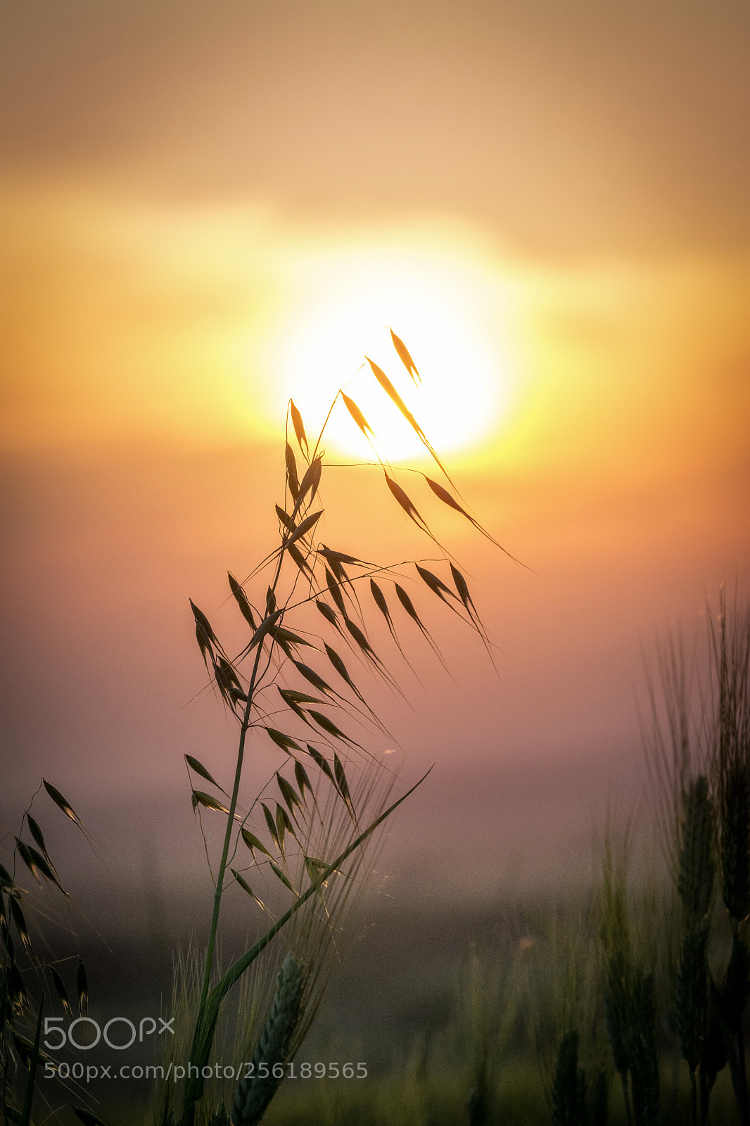 Nikon D7200 sample photo. Autumn sunset photography