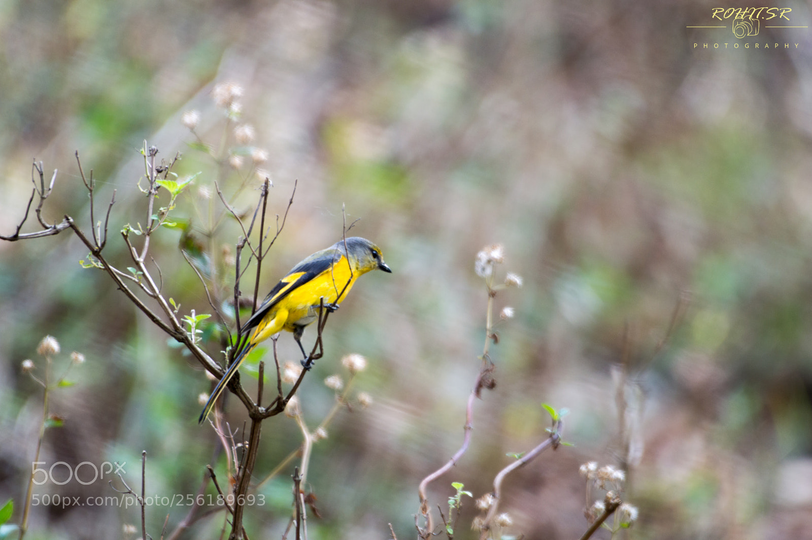 Nikon D3200 sample photo. Scarlet minivet photography