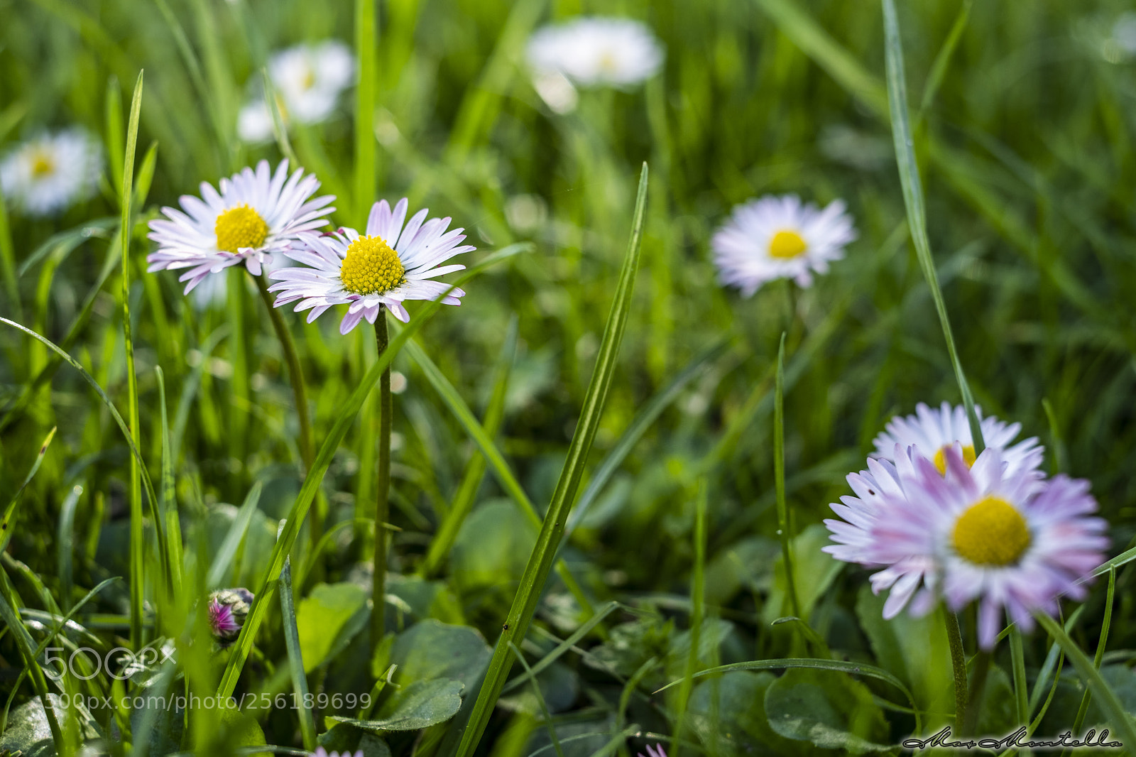 Fujifilm X-T20 sample photo. Springtime! photography