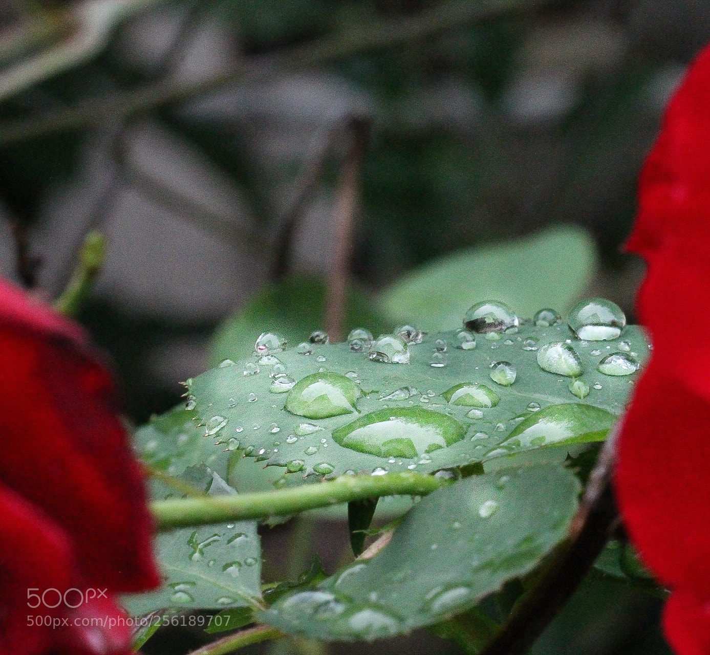 Canon EOS 1100D (EOS Rebel T3 / EOS Kiss X50) sample photo. Red rose with morning photography