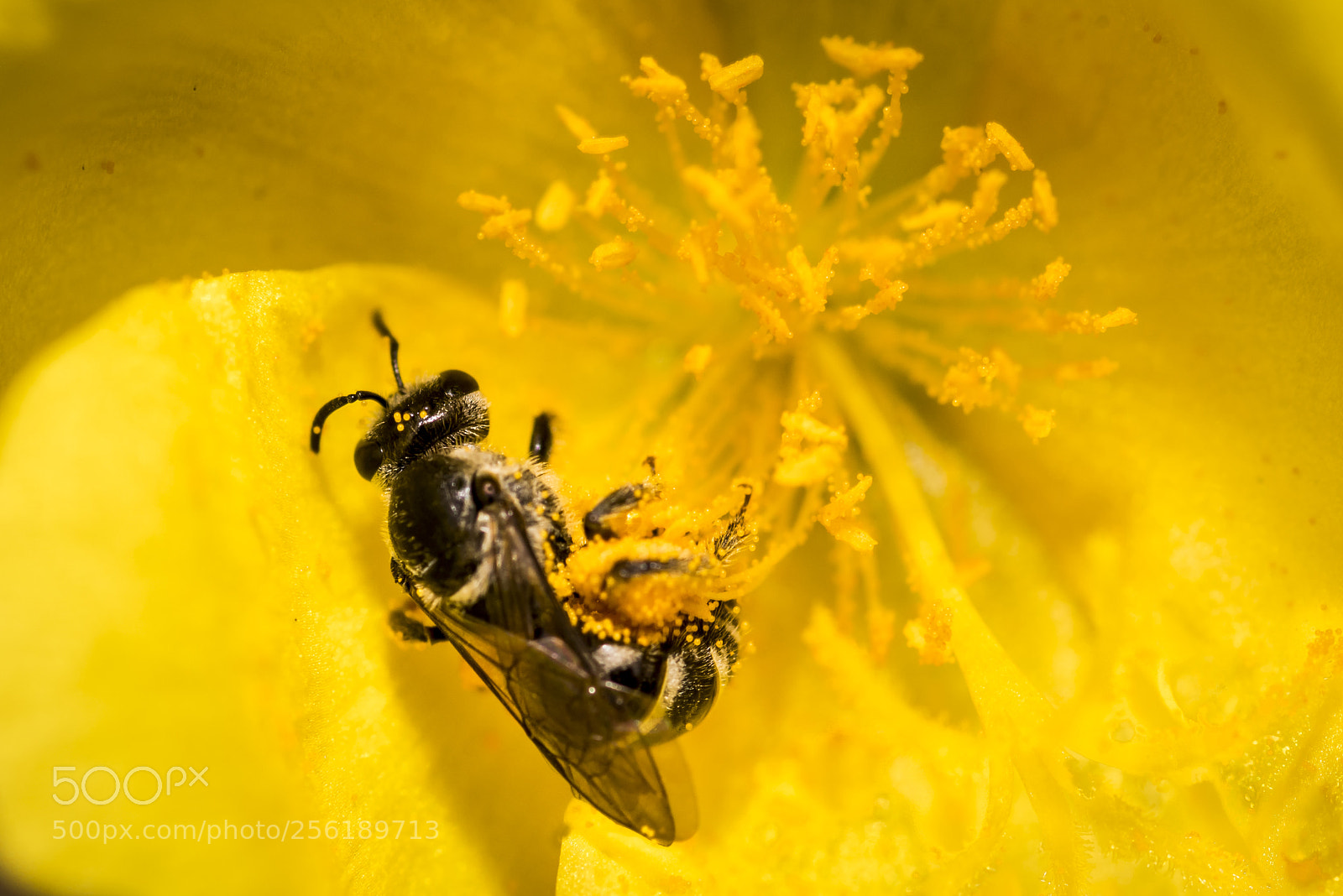 Nikon D750 sample photo. Bee - pollination photography