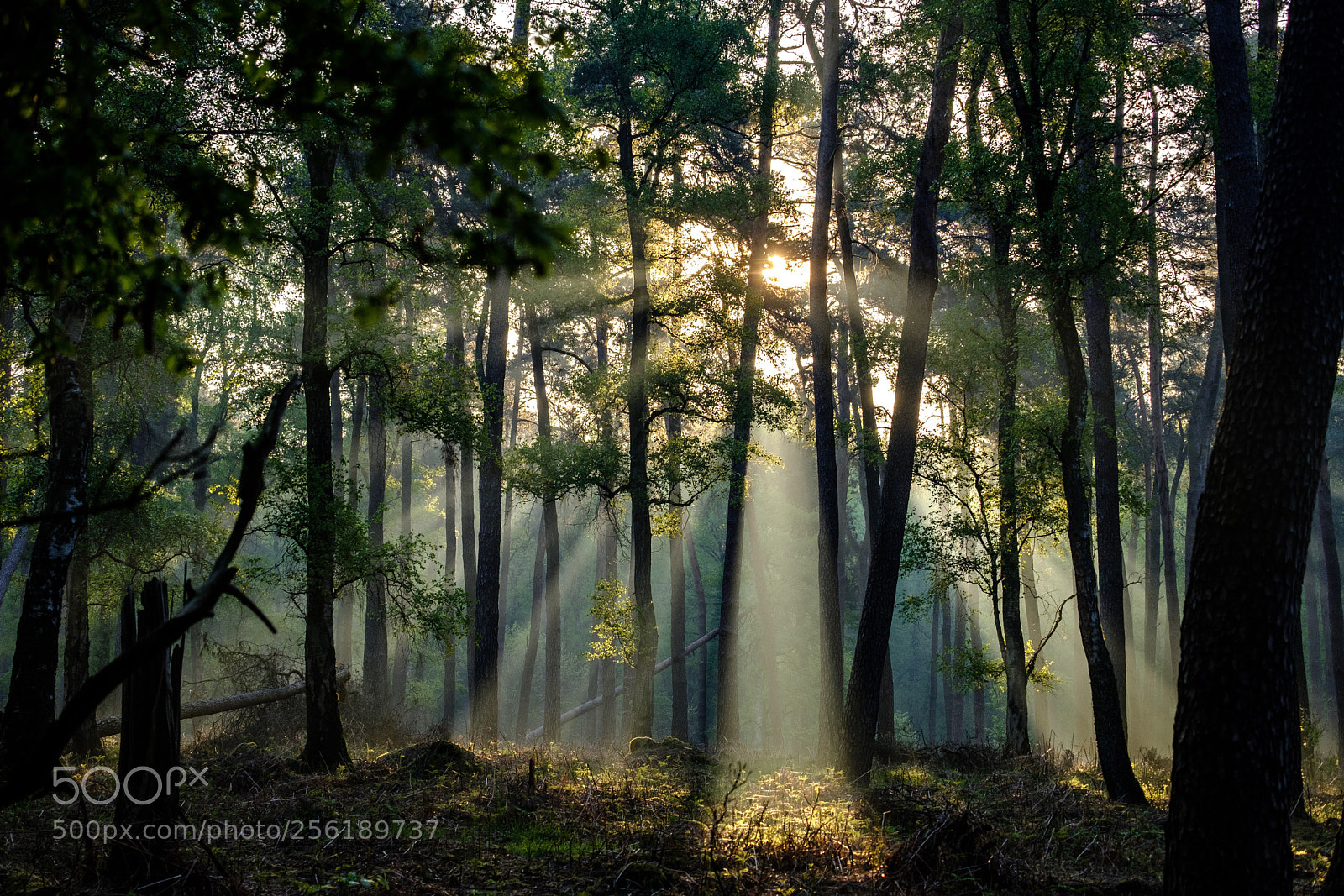 Fujifilm X-T20 sample photo. Sun through the forest photography