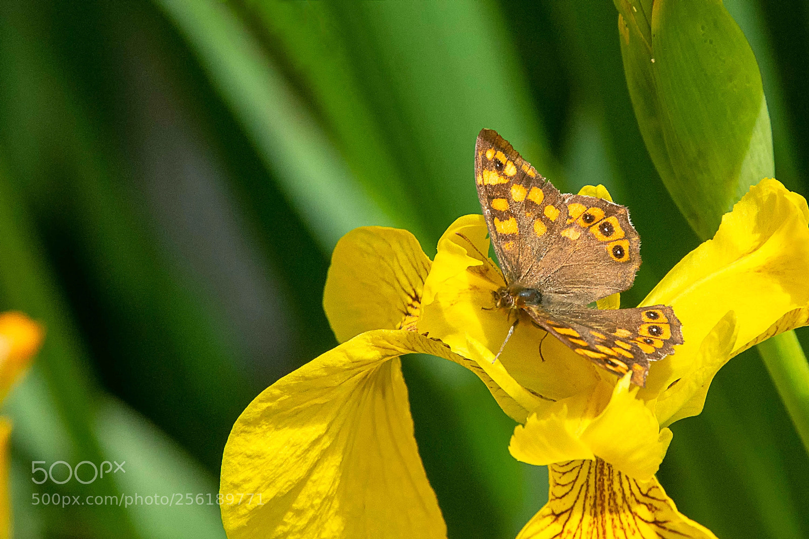Nikon D7200 sample photo. Mariposa y flor photography