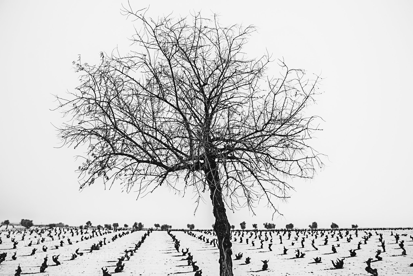 Nikon D610 sample photo. Winter field i photography
