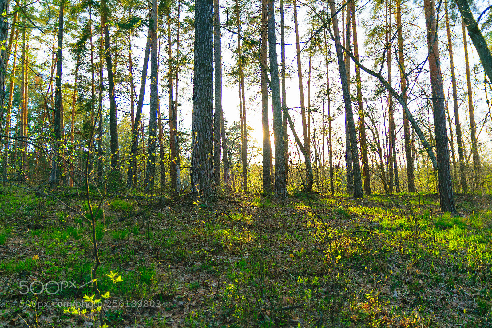 Nikon D5300 sample photo. Усманский бор 13 photography