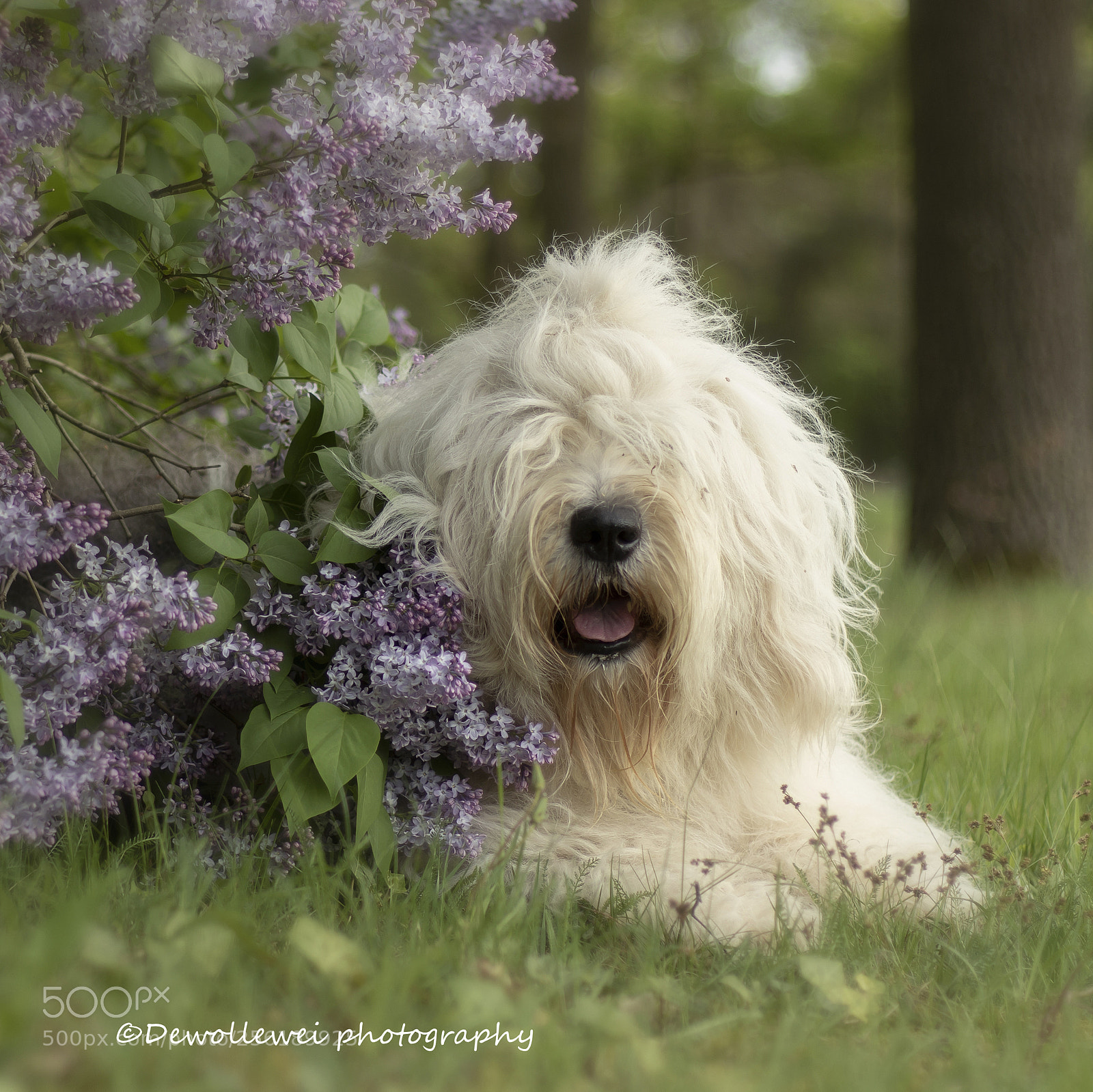 Canon EOS 7D Mark II sample photo. Sophie and lilacs photography