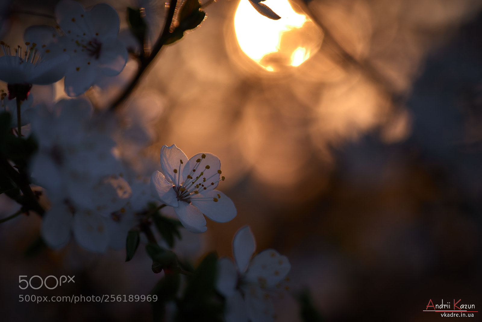 Nikon D750 sample photo. Flower in golden hour photography