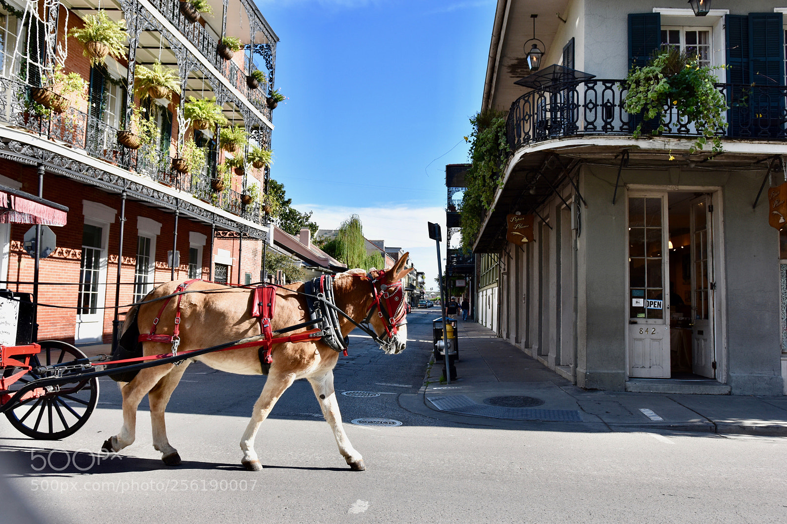 Nikon D5500 sample photo. Roaming through nola photography