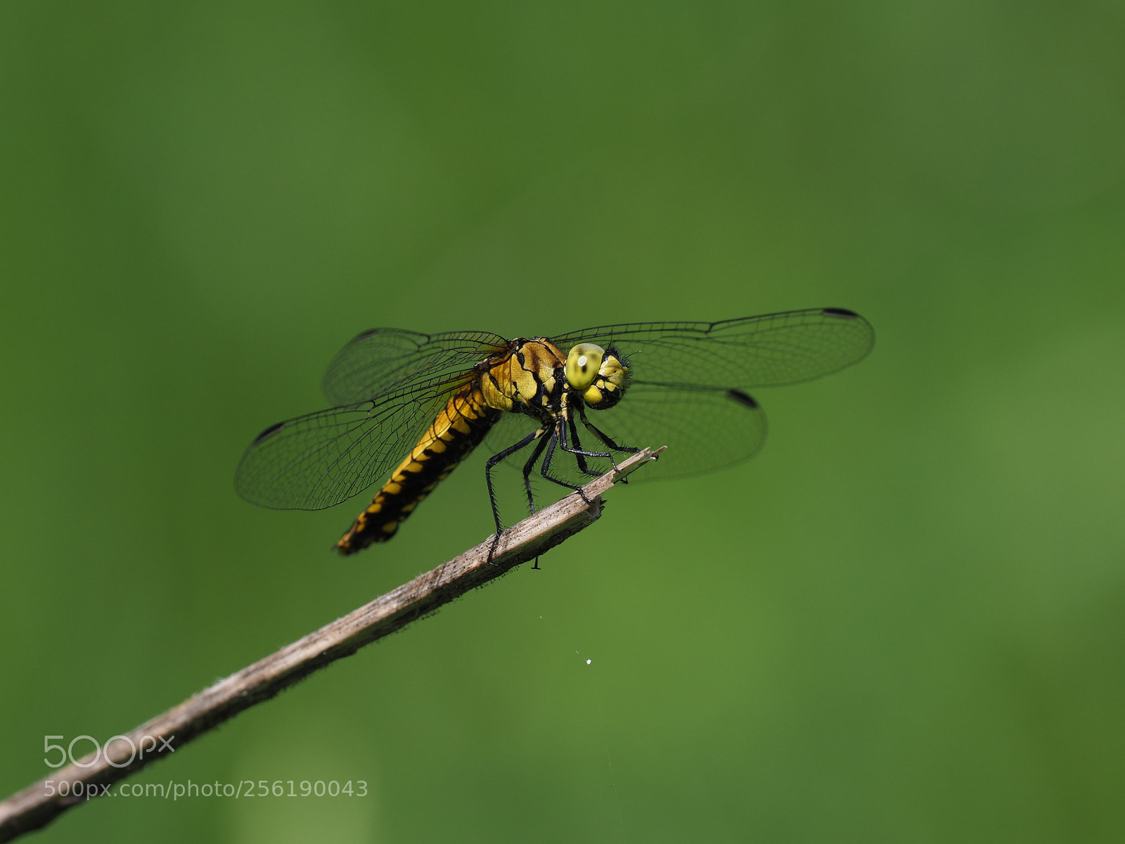 Olympus OM-D E-M1 Mark II sample photo. Wide-bellied skimmer photography