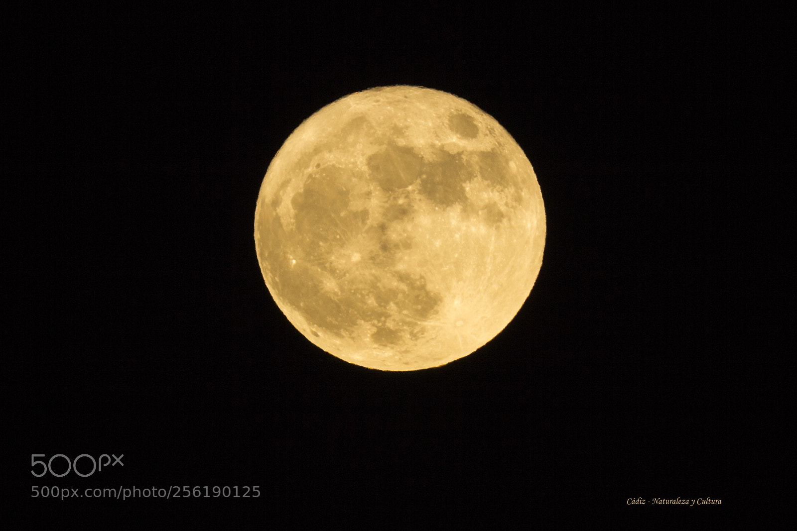 Canon EOS 550D (EOS Rebel T2i / EOS Kiss X4) sample photo. Moonflower photography