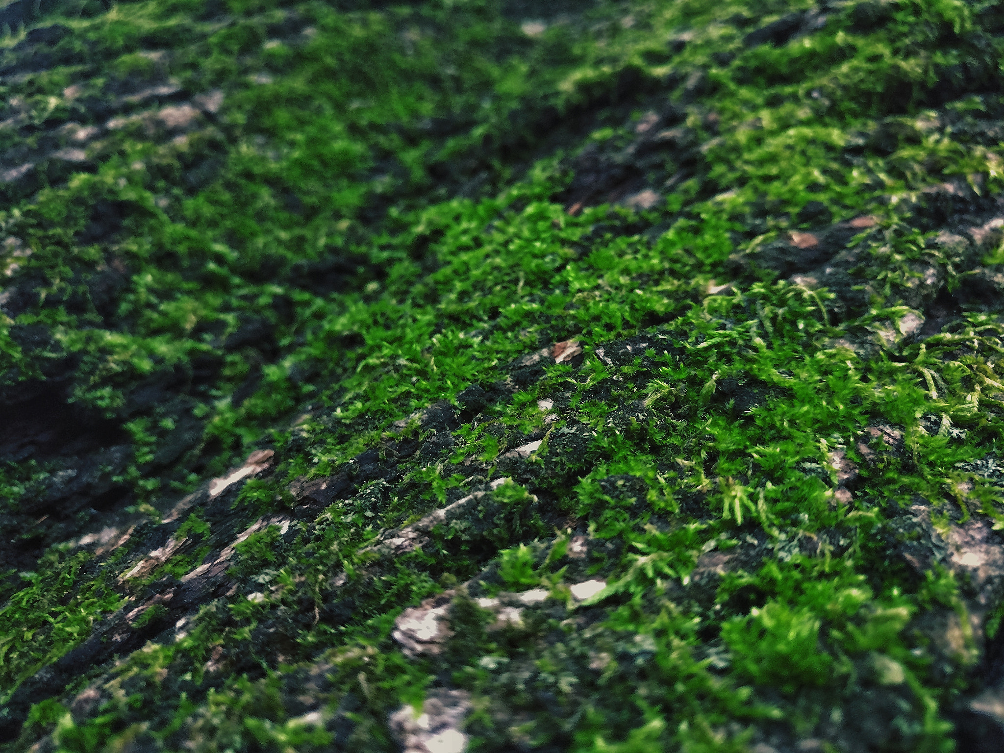 OnePlus A3000 sample photo. Moss-scape photography