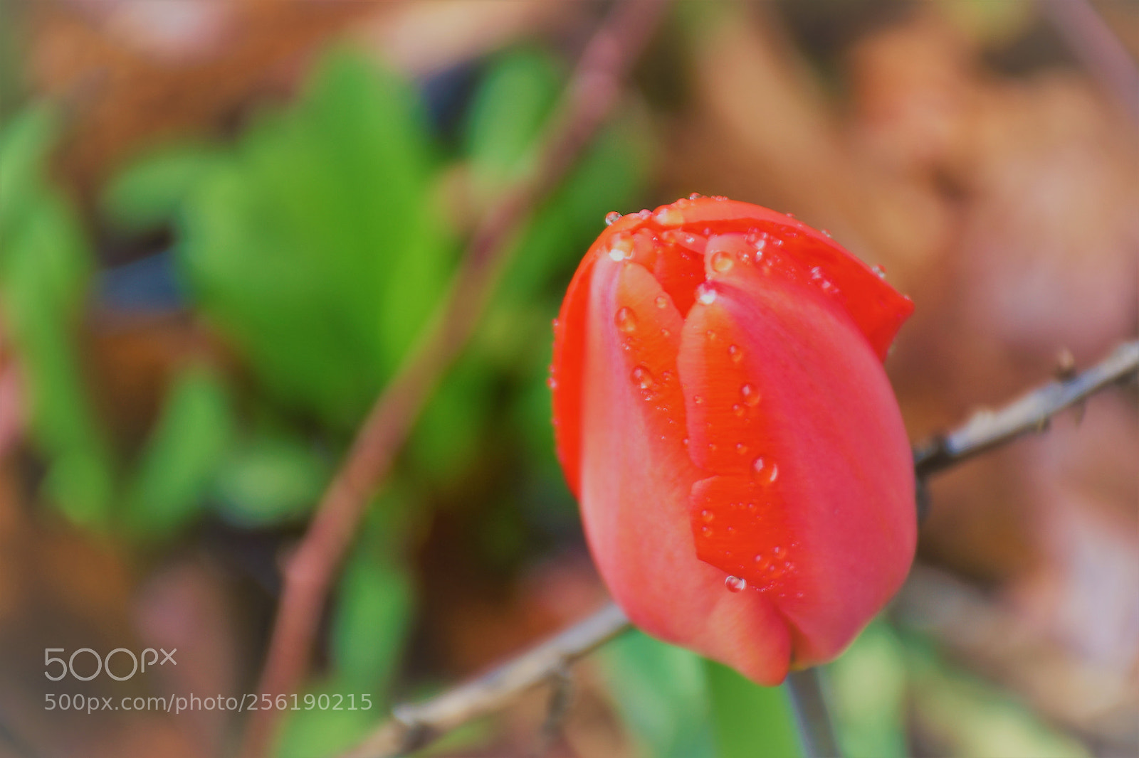 Nikon D7200 sample photo. Tulip photography