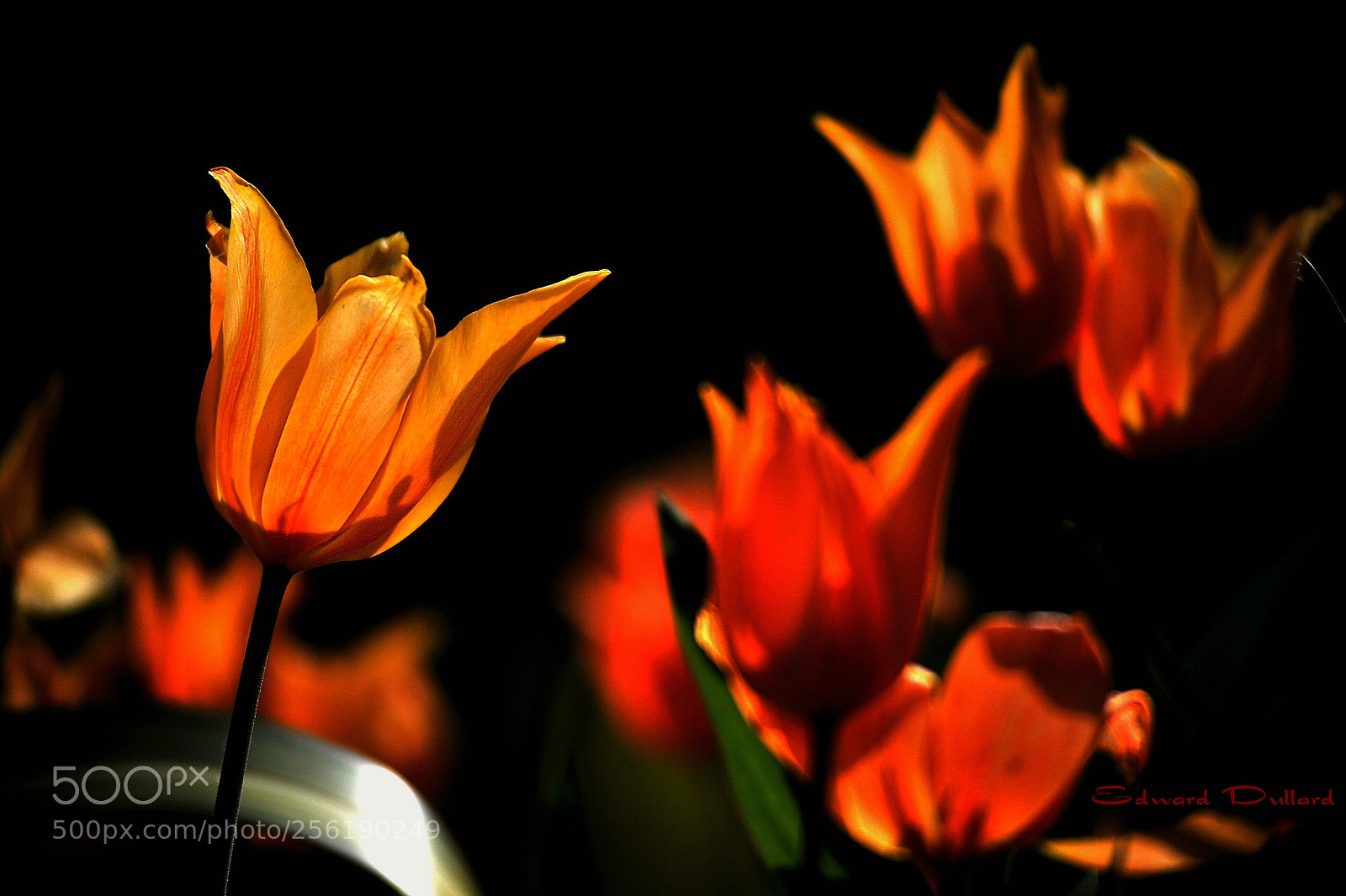 Nikon D700 sample photo. Spring magic photography