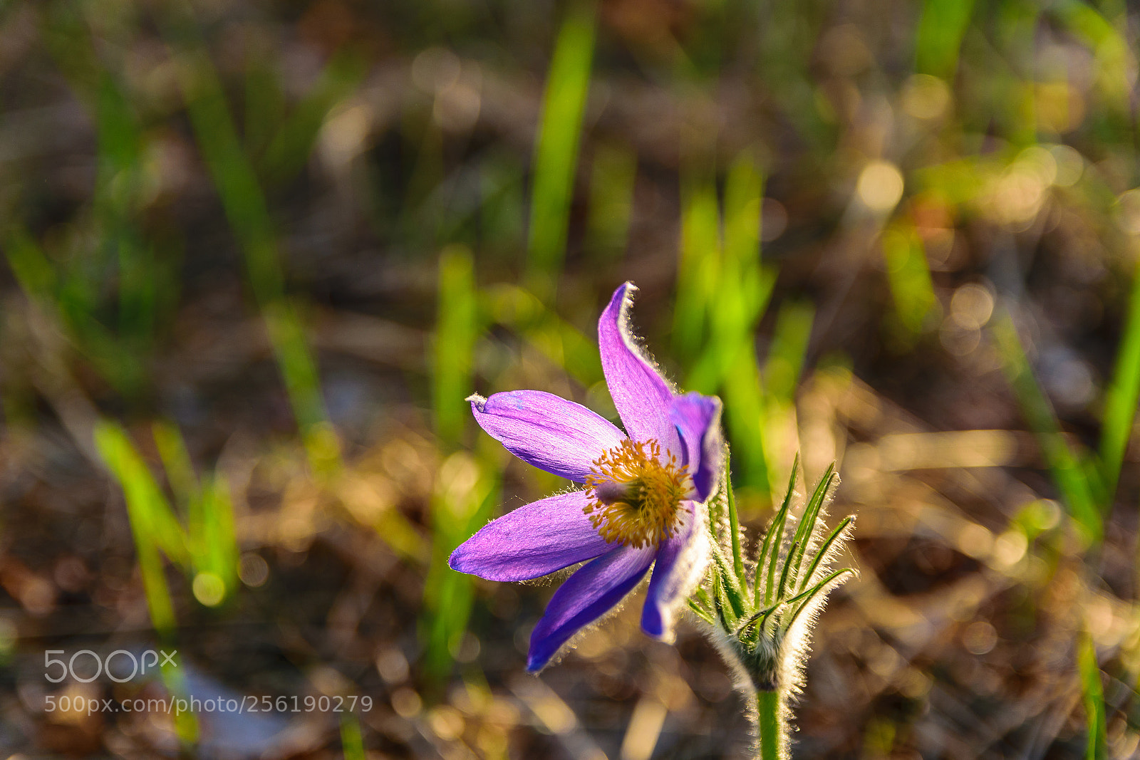 Nikon D5300 sample photo. Усманский бор 14 photography