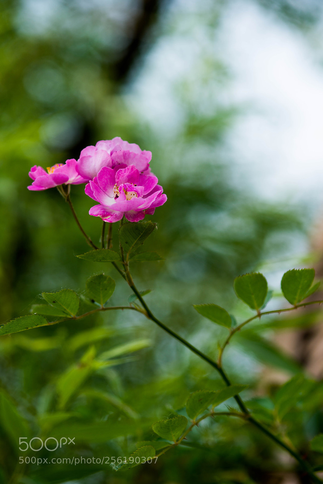 Nikon D800E sample photo. Untitled photography