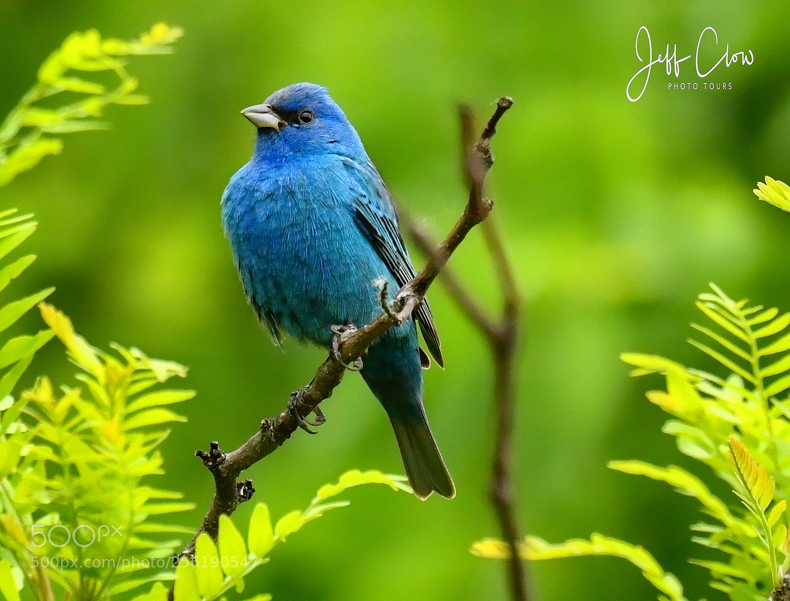 Nikon D500 sample photo. Indigo bunting photography