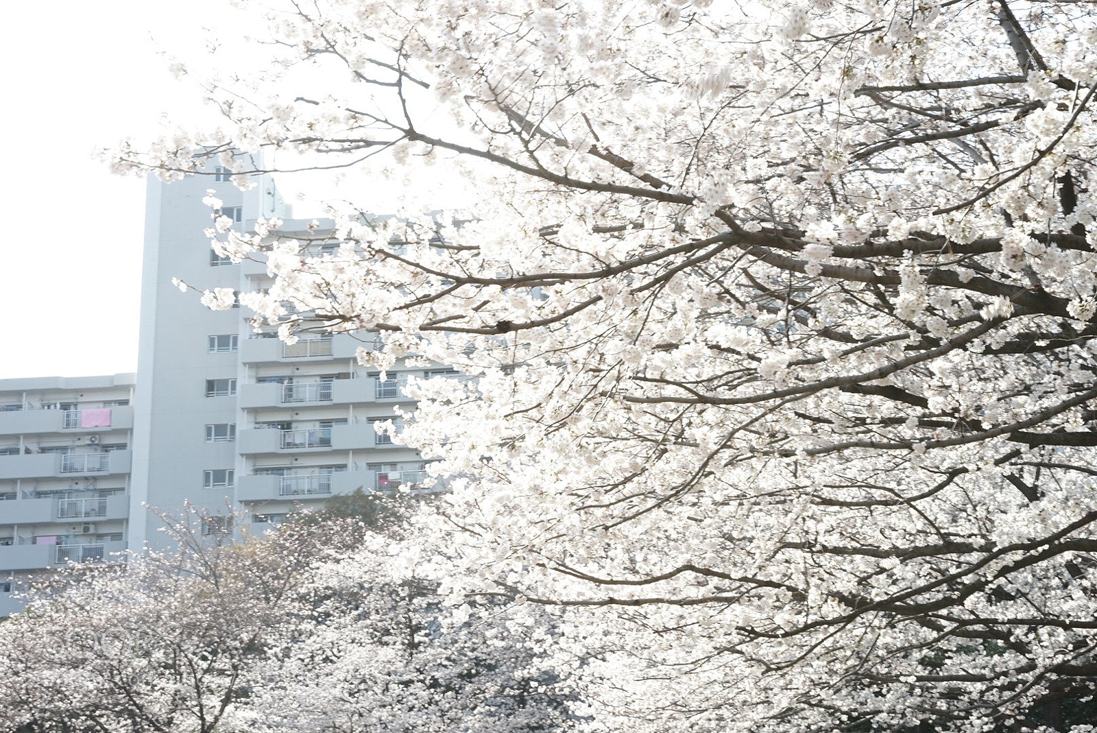 Sony a7 sample photo. Sakura photography