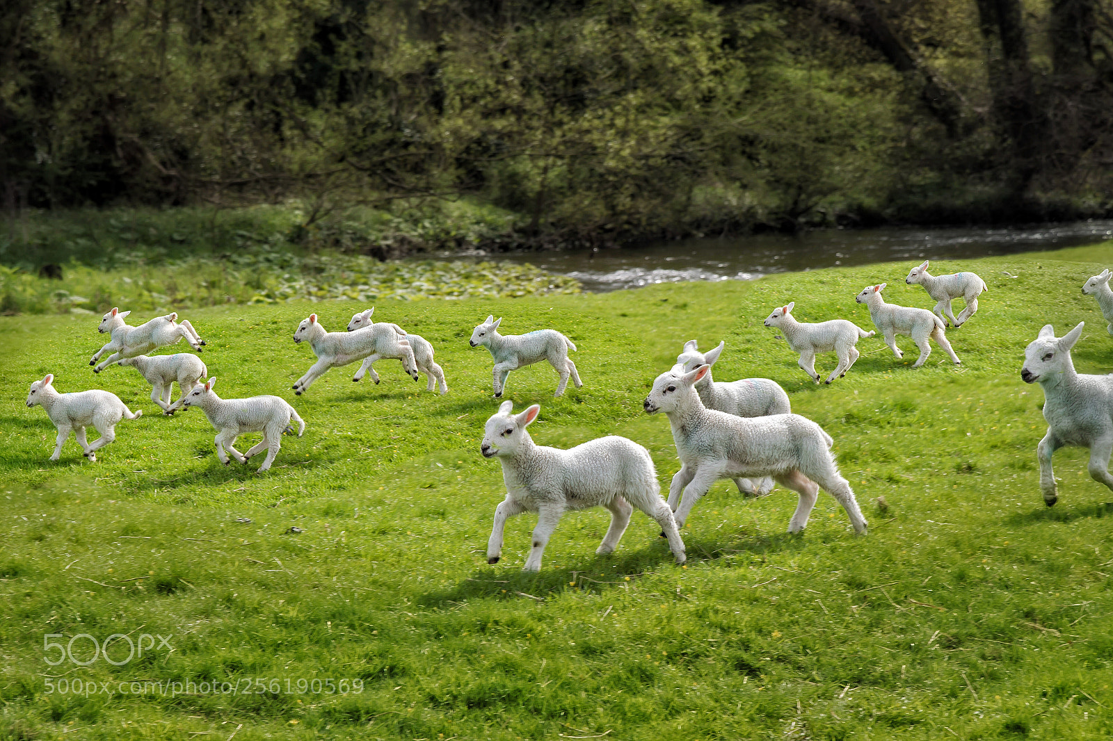 Nikon D750 sample photo. The lambing season photography