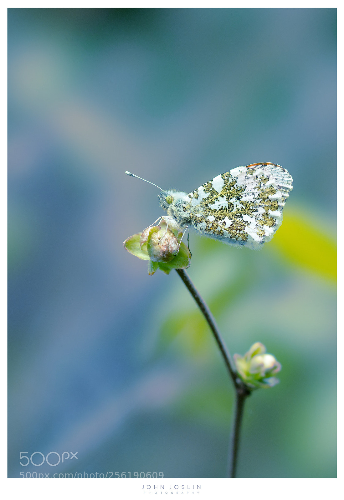 Sony a7R II sample photo. A magical world photography