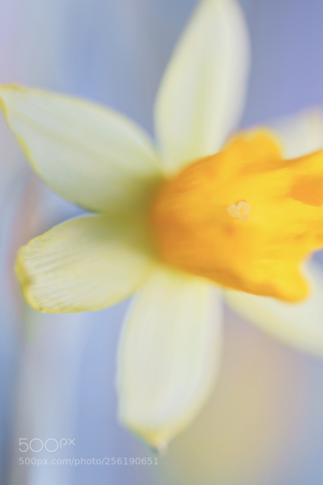 Canon EOS 70D sample photo. Spring flower photography