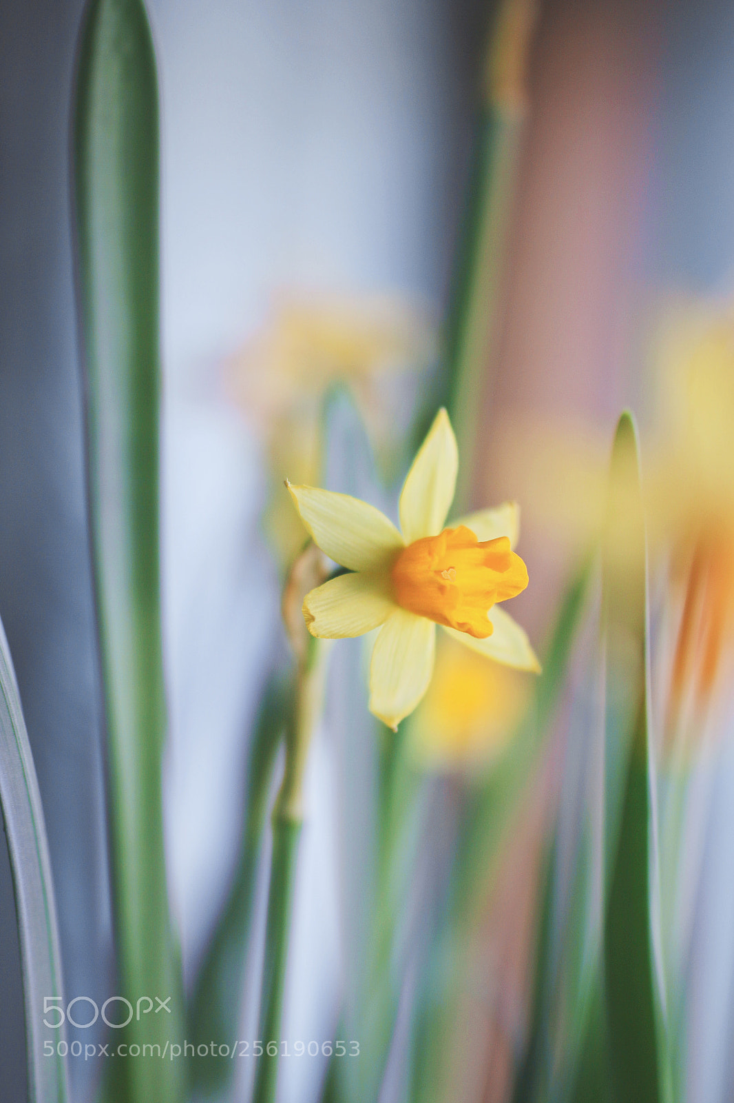 Canon EOS 70D sample photo. Spring flower photography
