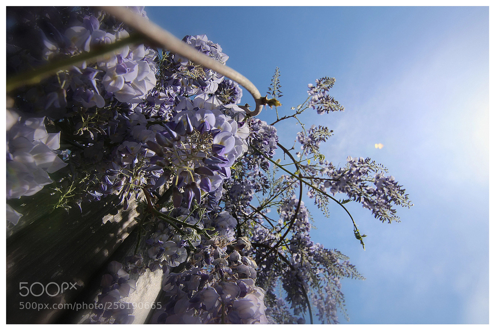 Canon EOS 700D (EOS Rebel T5i / EOS Kiss X7i) sample photo. Der sommer kommt in photography