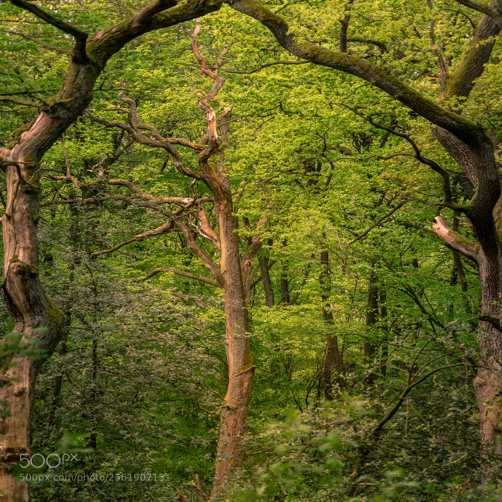 Sony a7 II sample photo. Spring mood in the photography