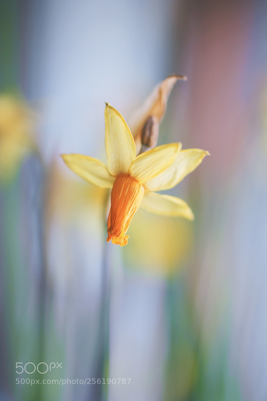 Canon EOS 70D sample photo. Spring flower photography