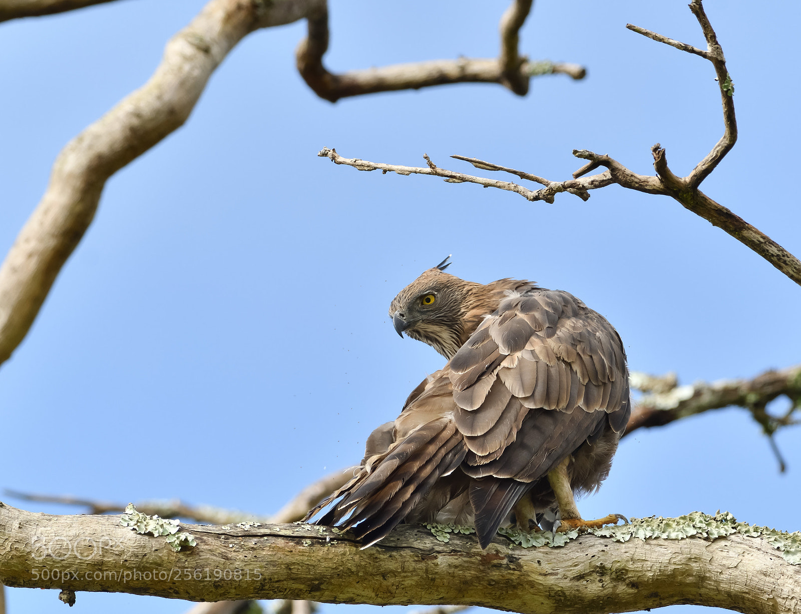Nikon D500 sample photo. The killer look photography