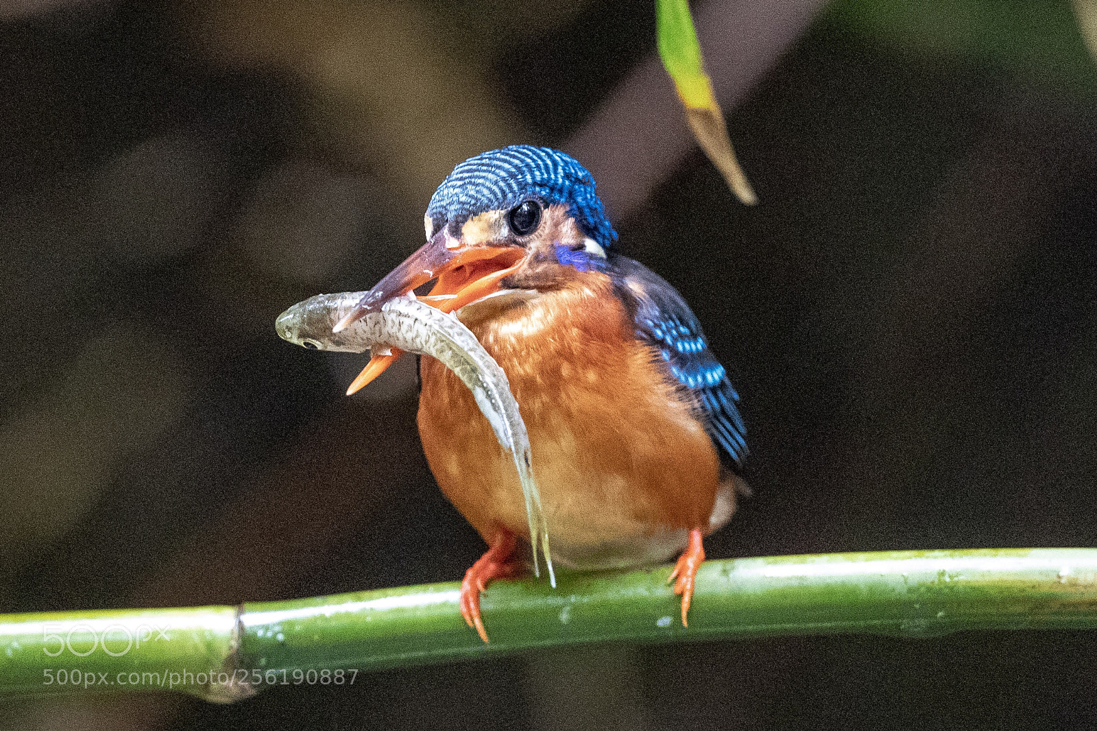 Canon EOS-1D X Mark II sample photo. Blue-eared kingfisher@thailand. photography