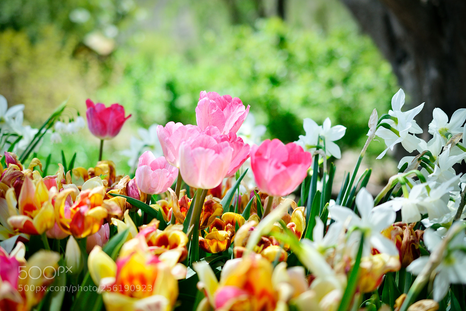 Nikon D7000 sample photo. 2018-04-28 11-29-55 photography