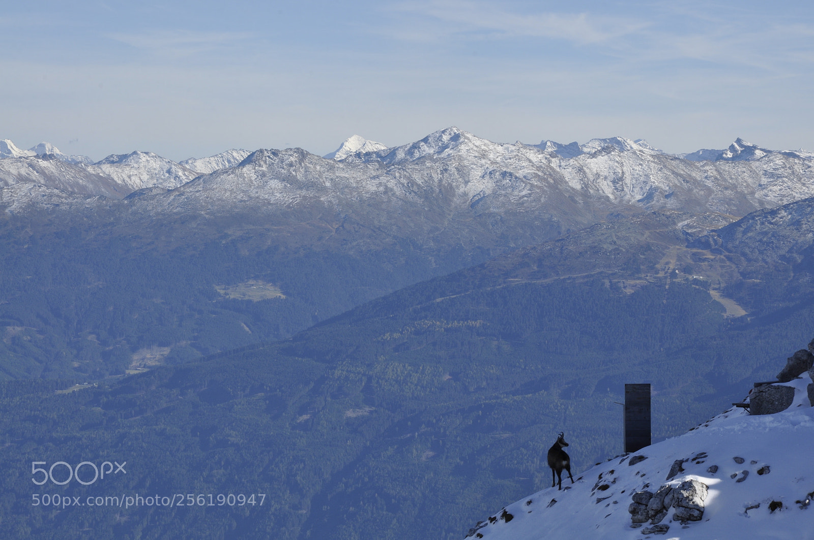 Nikon D90 sample photo. Chamois watching the alps photography
