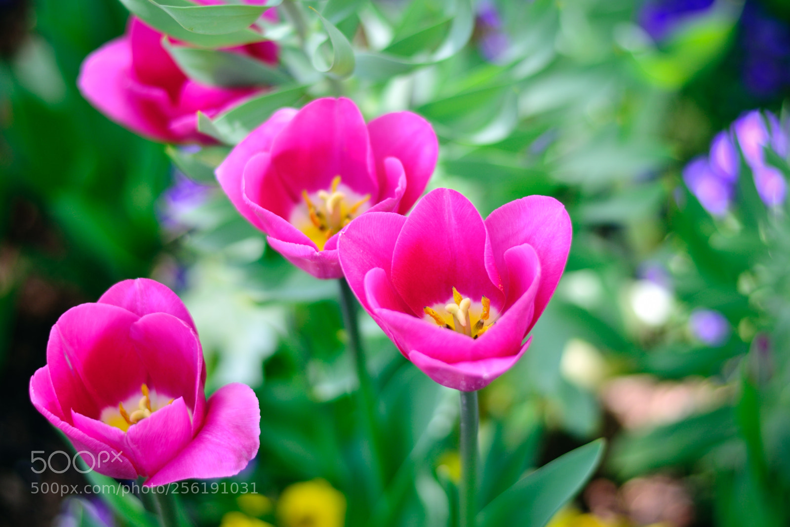Nikon D7000 sample photo. 2018-04-28 13-17-59 photography