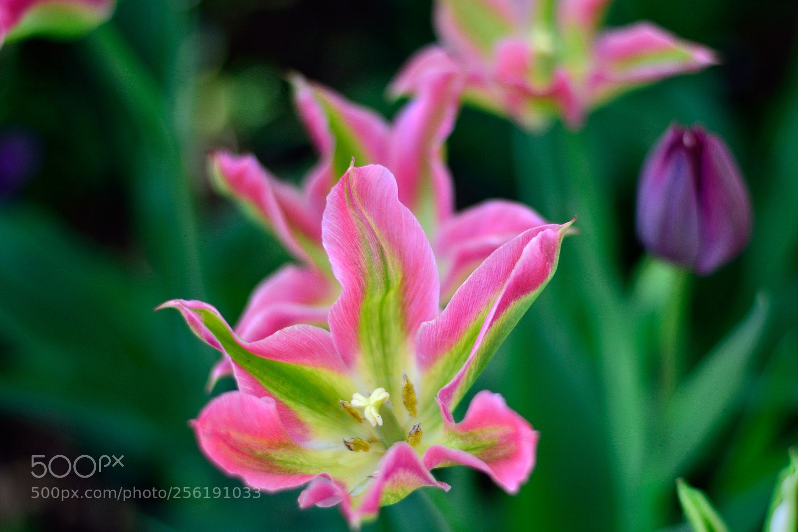 Nikon D7000 sample photo. 2018-04-28 13-17-42 photography