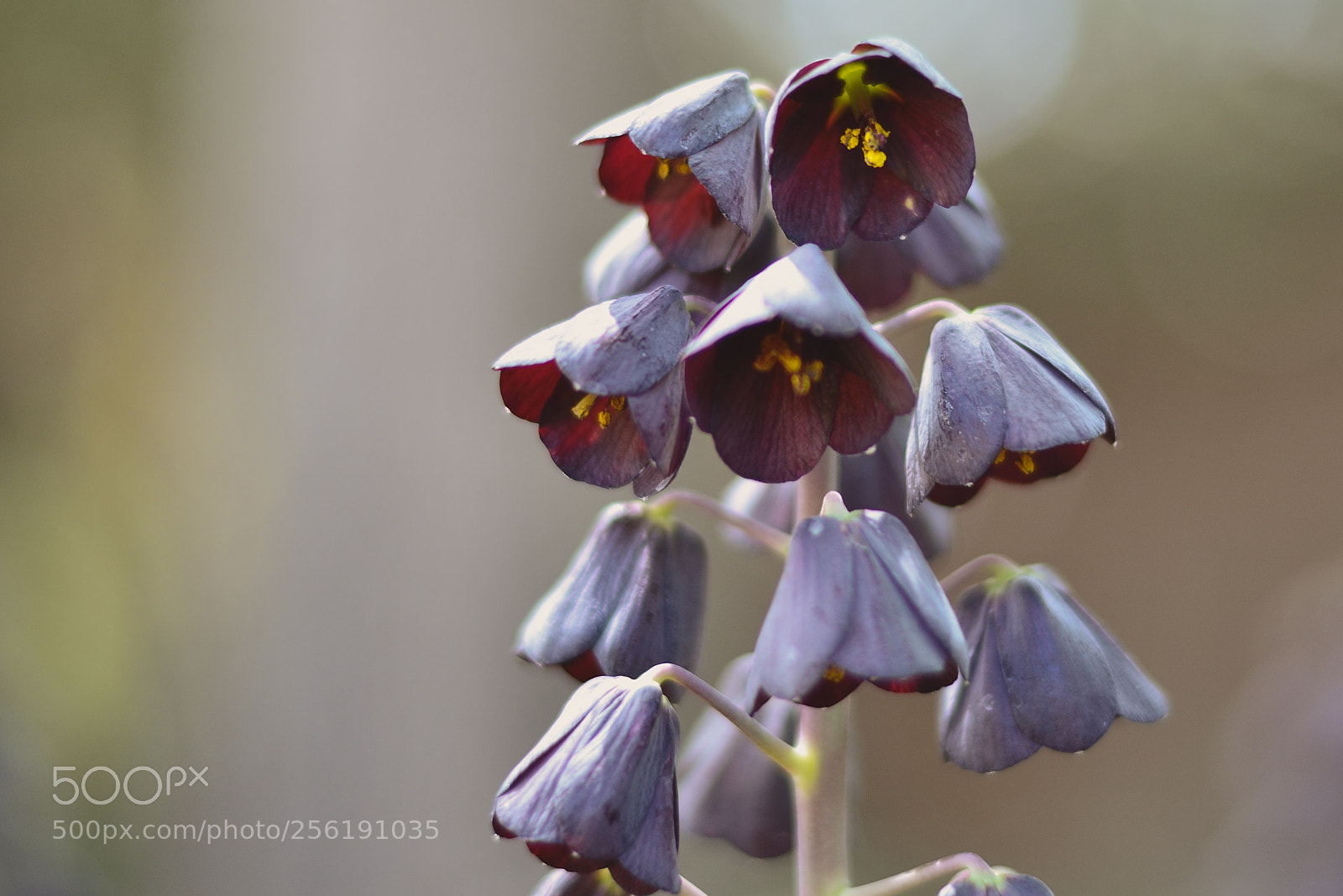Nikon D7000 sample photo. 2018-04-28 13-18-43 photography