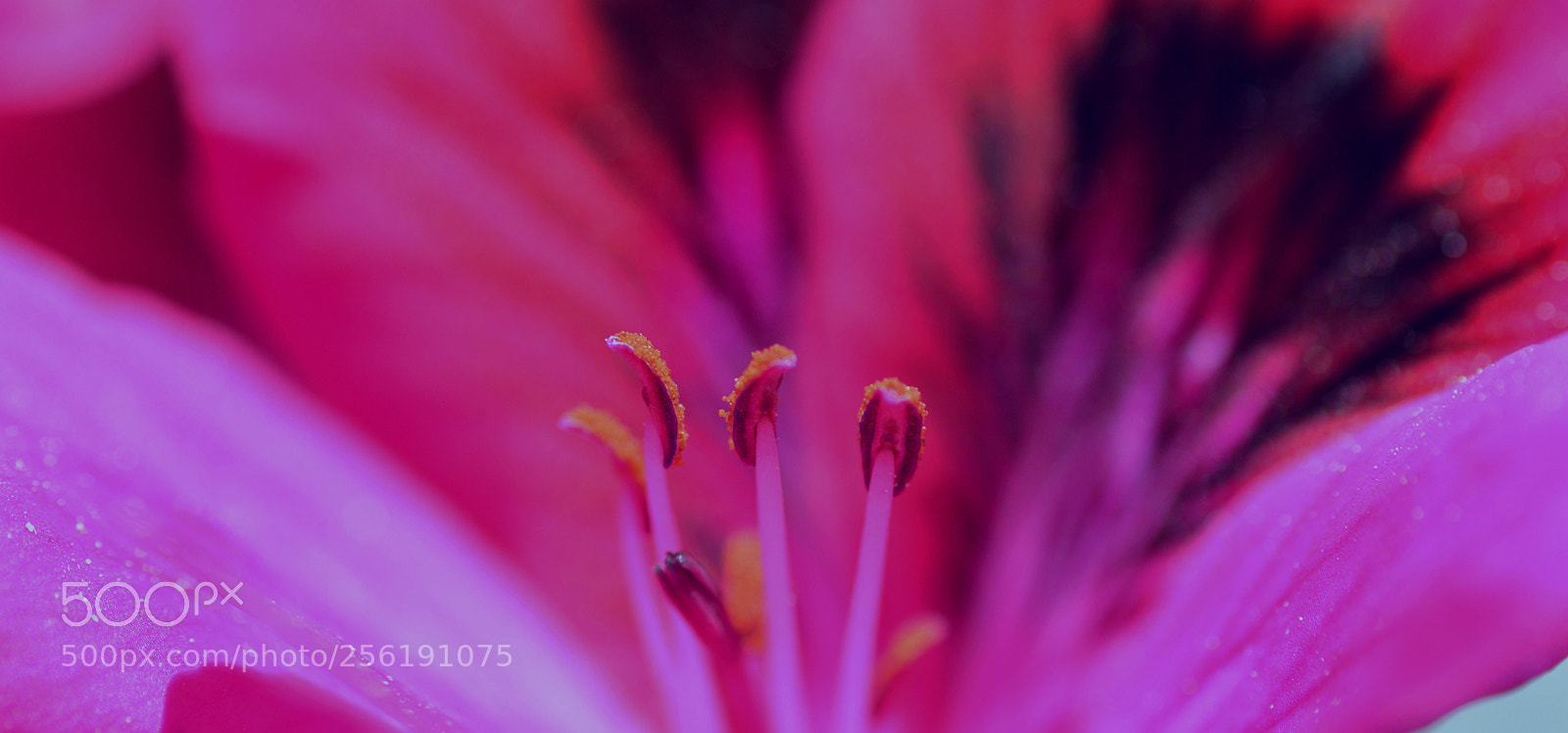 Nikon D3200 sample photo. Details in a macro photography