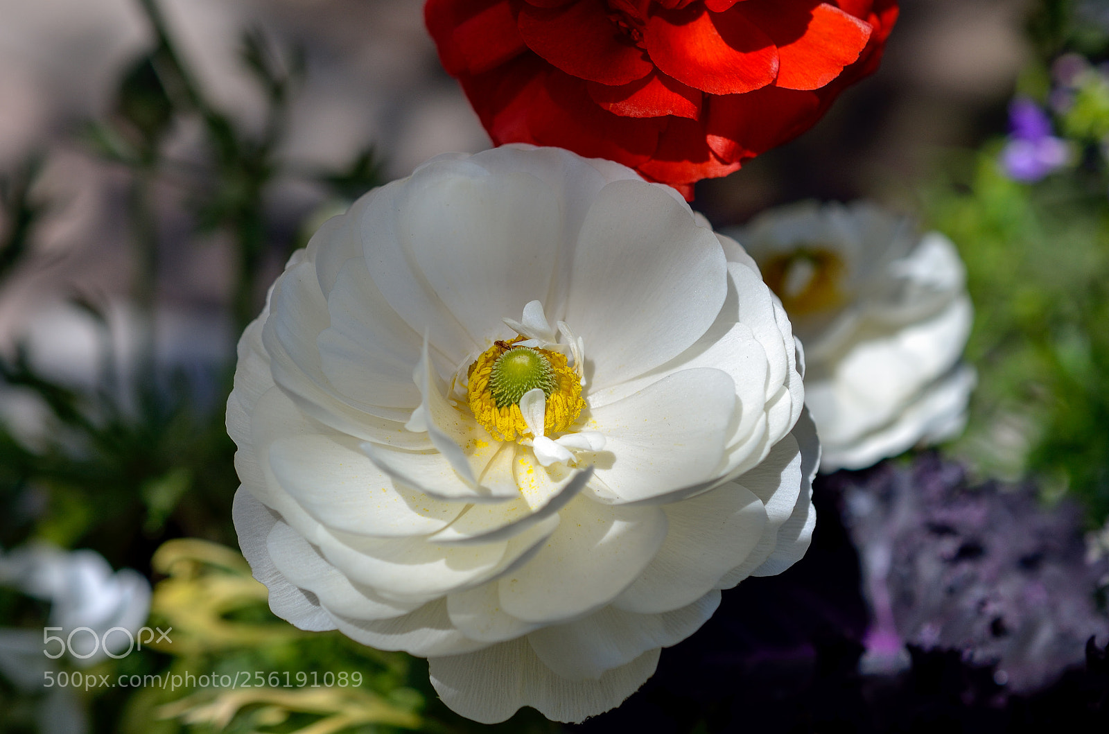 Nikon D7000 sample photo. 2018-04-28 11-40-53 photography