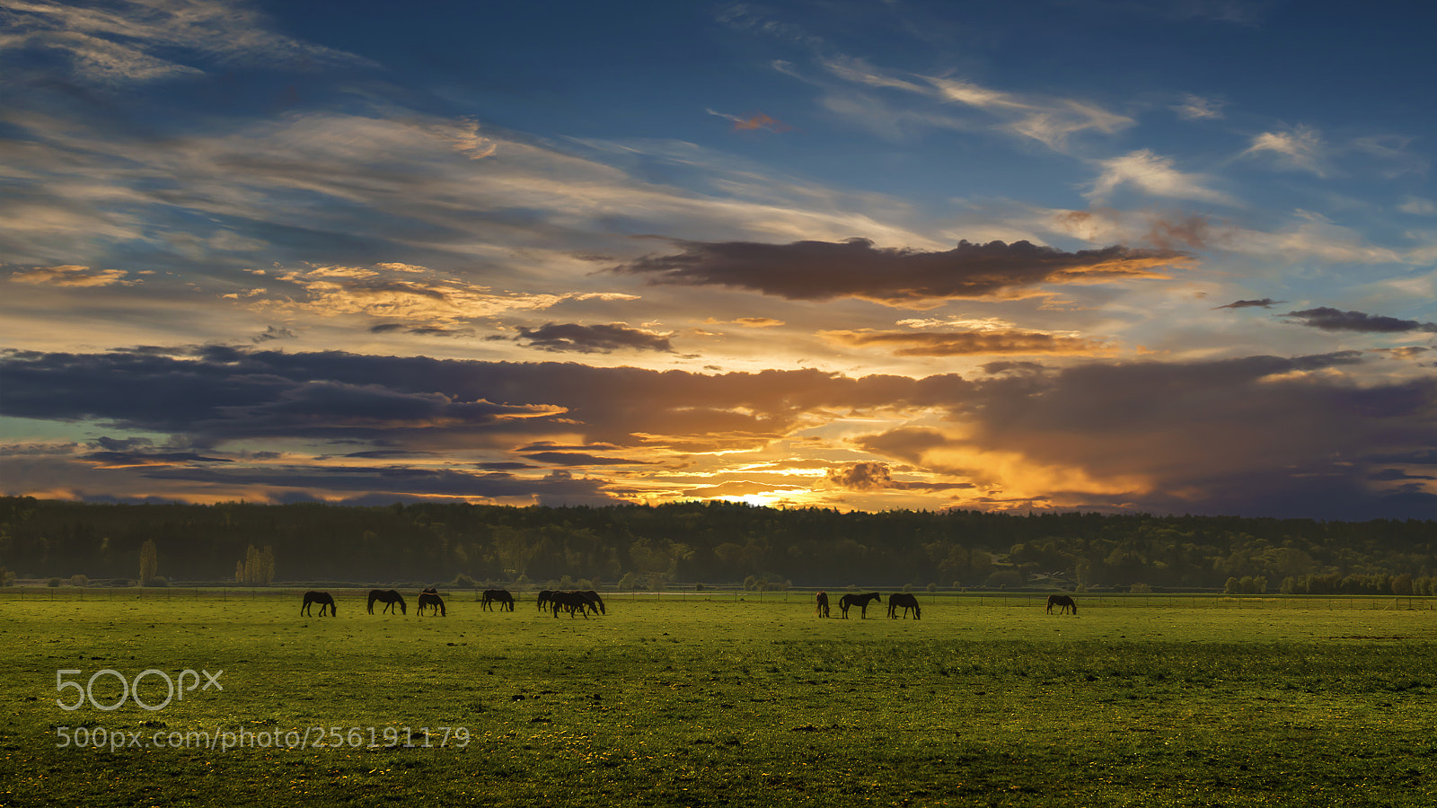 Nikon D800E sample photo. Grazing photography
