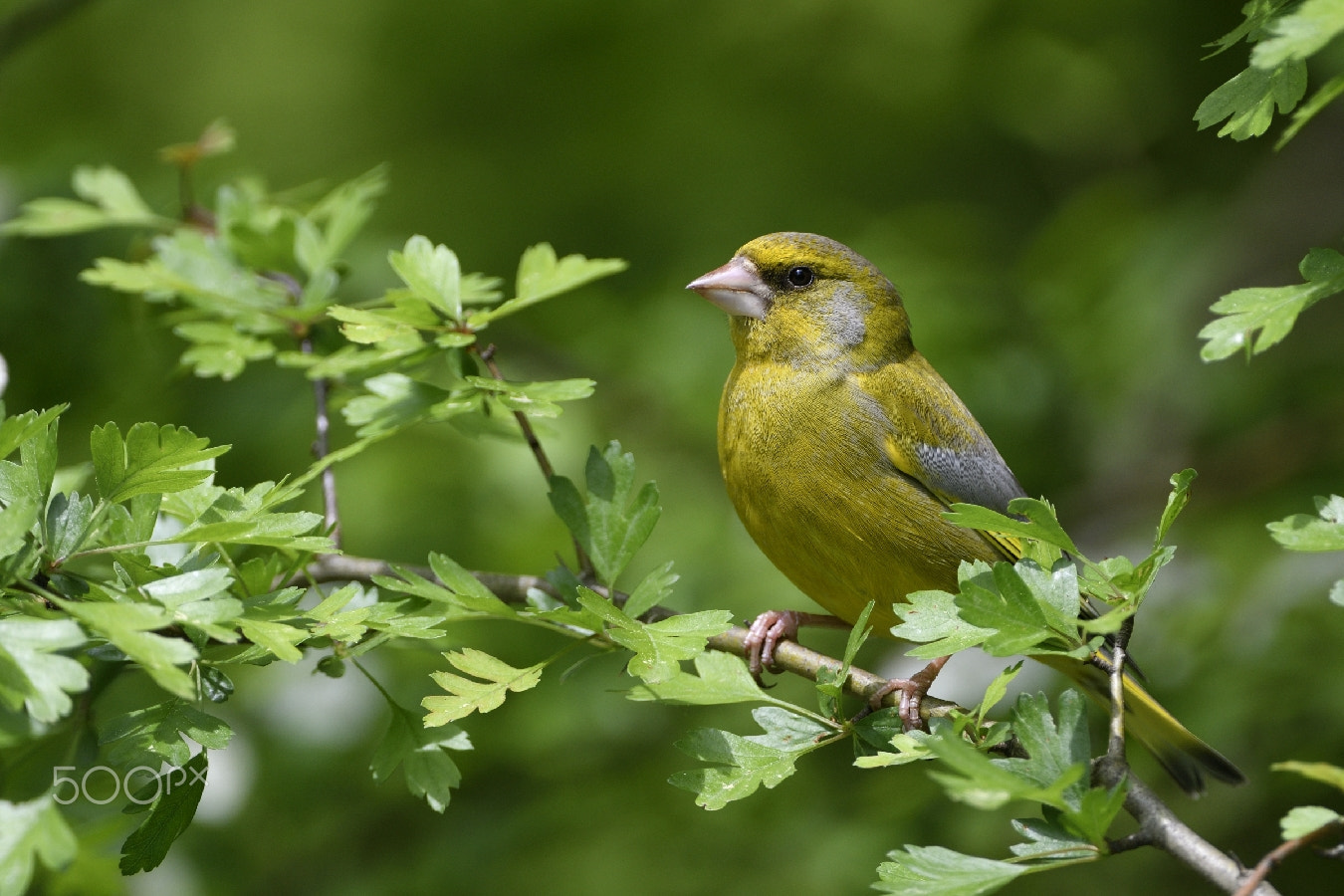 Nikon AF-S Nikkor 200-400mm F4G ED-IF VR sample photo. Verdier mâle dans son ecrin de verdure photography