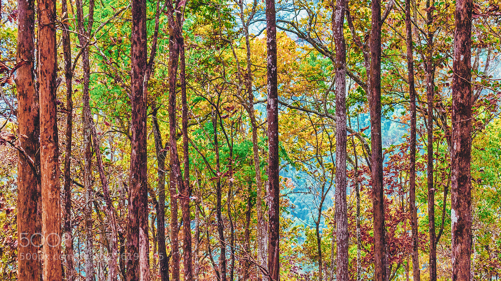 Nikon D750 sample photo. Saal forest photography