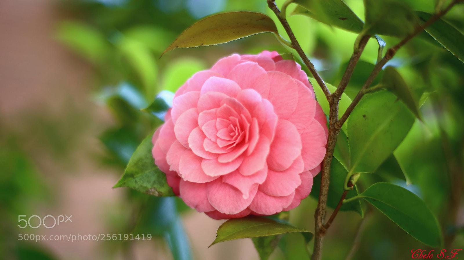 Canon EOS 6D sample photo. Untitled photography